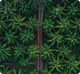 Palm icon